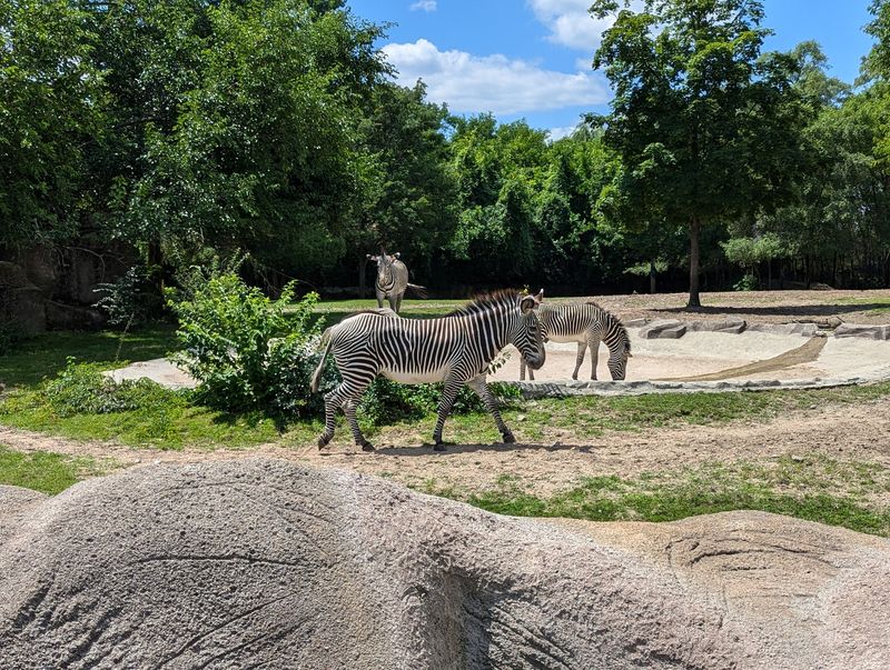Natural Habitat Design Changes the Whole Experience