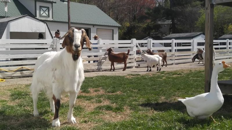 Nor-View Farm Park - King of Prussia Nor-View Farm Park - King of Prussia