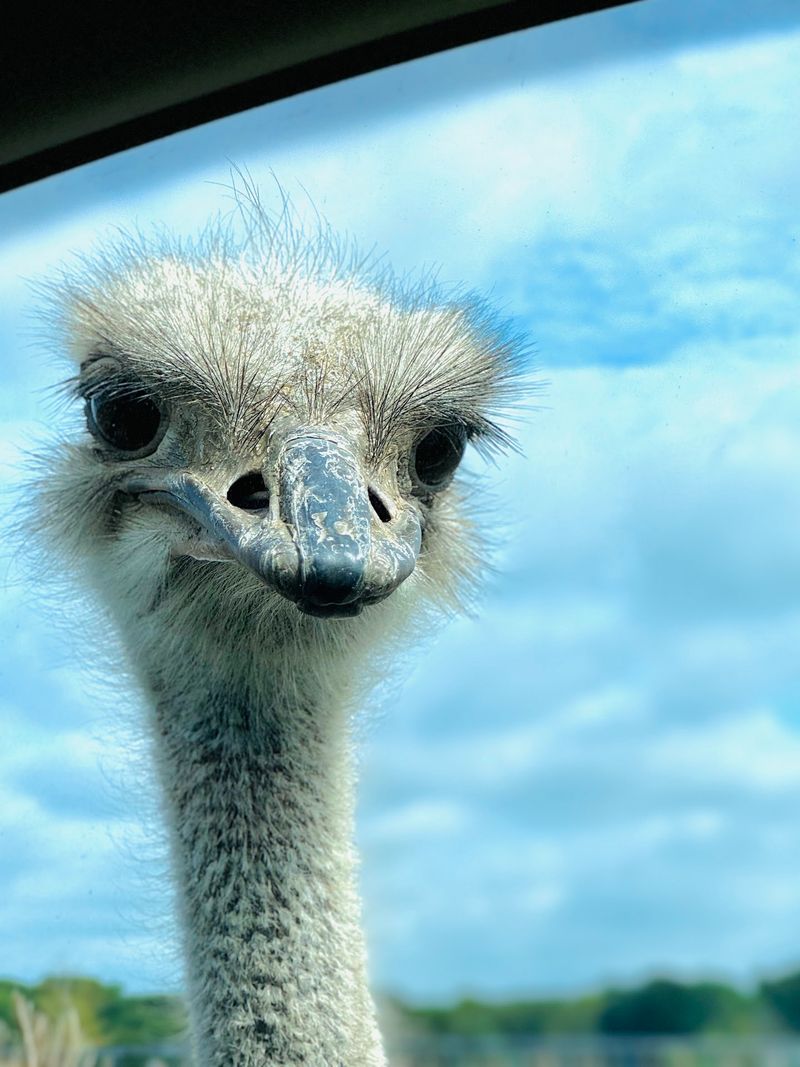 North Texas Safari Park (Bonham)