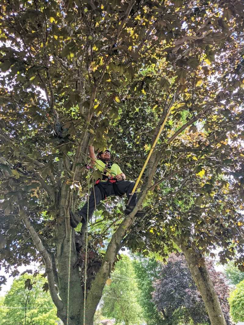 Not a Hobby Show - It Highlights Real Arborist Skill Not a Hobby Show - It Highlights Real Arborist Skill