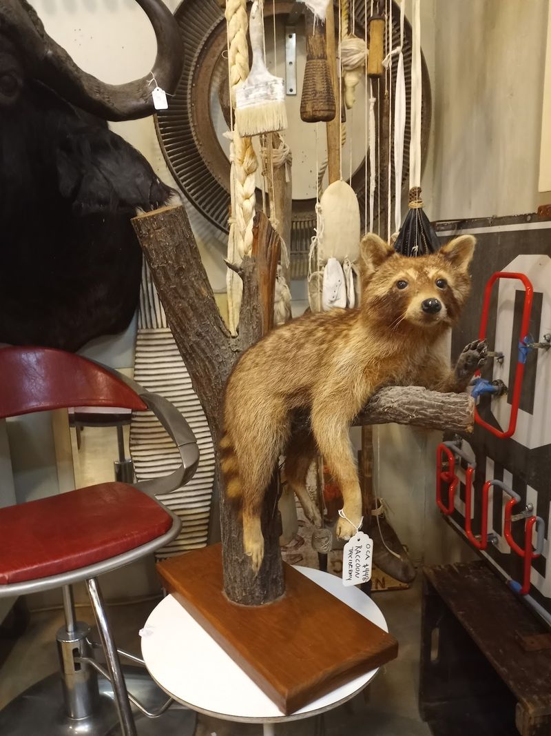Oddities And Curiosities Around Every Corner Oddities And Curiosities Around Every Corner