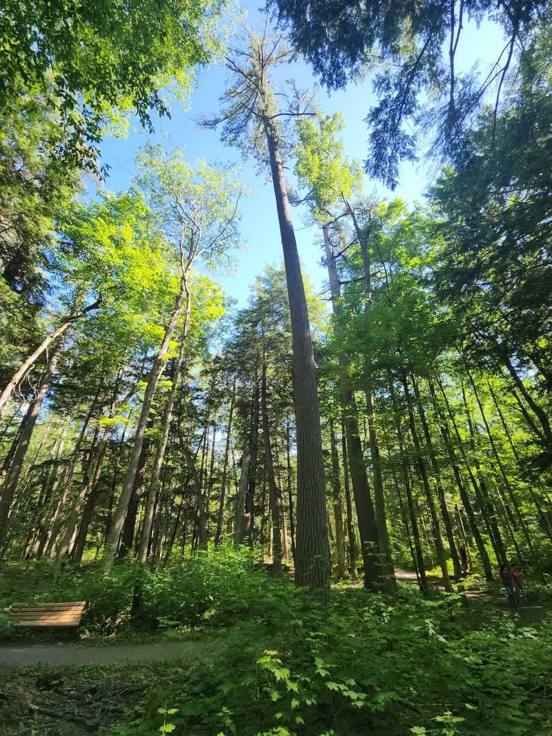 Old-Growth Forest Trail - Grayling