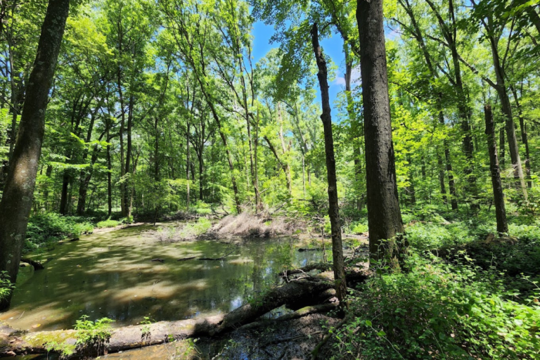 One of the Smallest State Parks in Tennessee Feels Like a Hidden World in the Woods