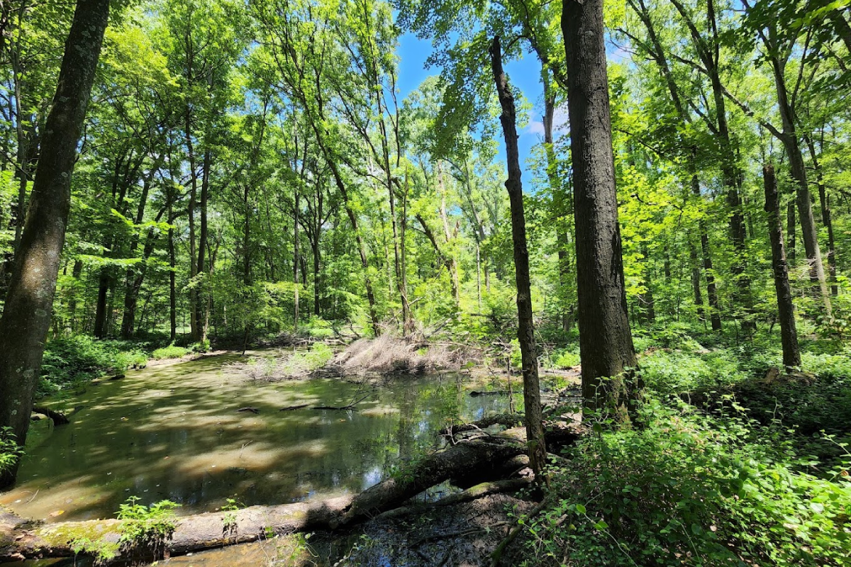 One of the Smallest State Parks in Tennessee Feels Like a Hidden World in the Woods