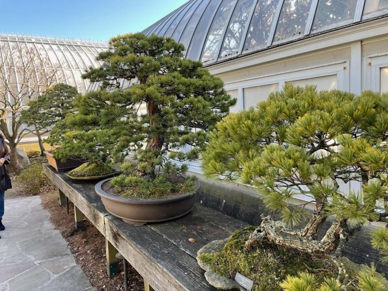 Orchids, Bonsai, And Plant Stars You May Not Expect