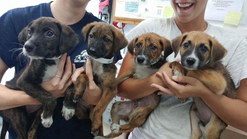 Outer Banks SPCA - Manteo Outer Banks SPCA - Manteo