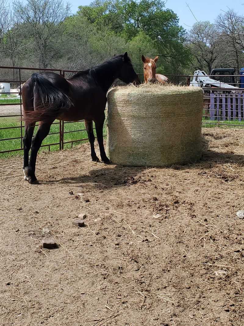 Owl Creek Farm (San Antonio)