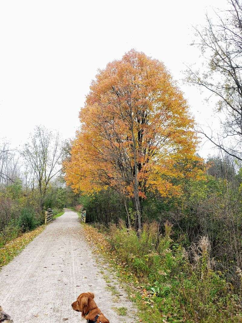 Paint Creek Trail - Rochester Paint Creek Trail - Rochester