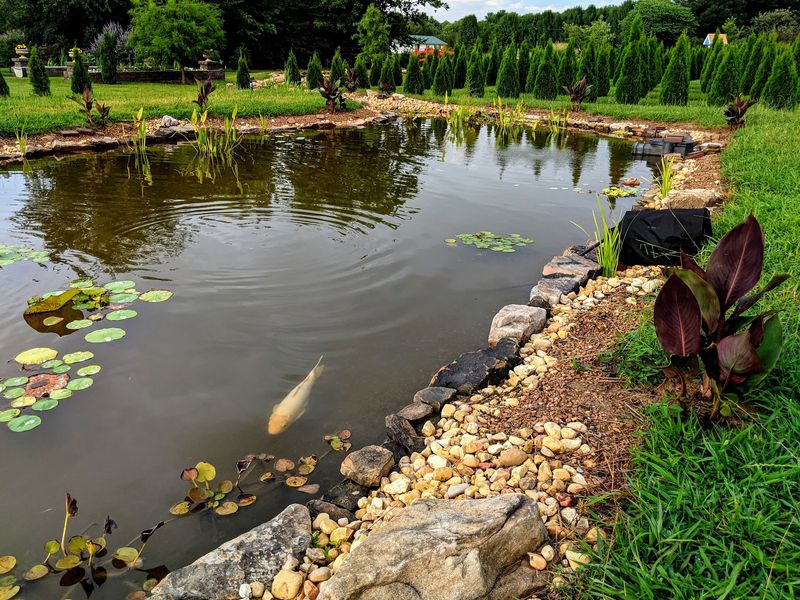 Peaceful Koi Ponds Add a Storybook Feel Peaceful Koi Ponds Add a Storybook Feel