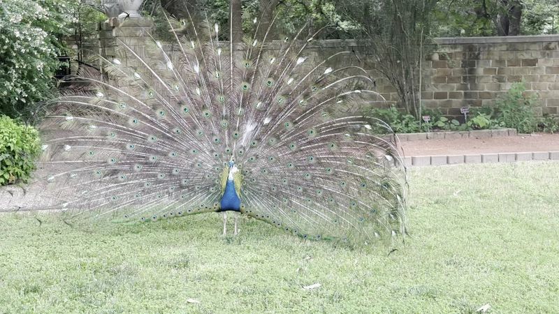 Peacocks Roaming Free Like They Own the Place Peacocks Roaming Free Like They Own the Place