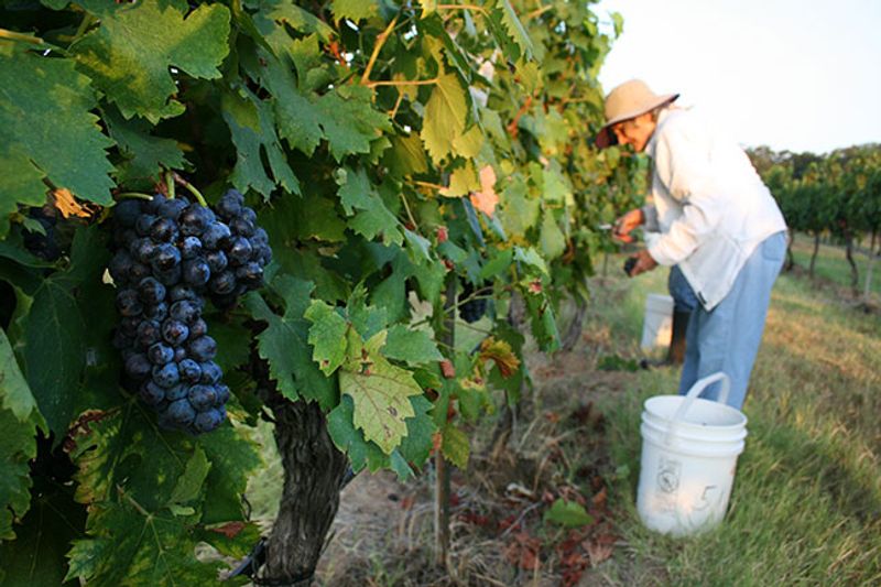 Pedernales Cellars (Stonewall) Pedernales Cellars (Stonewall)