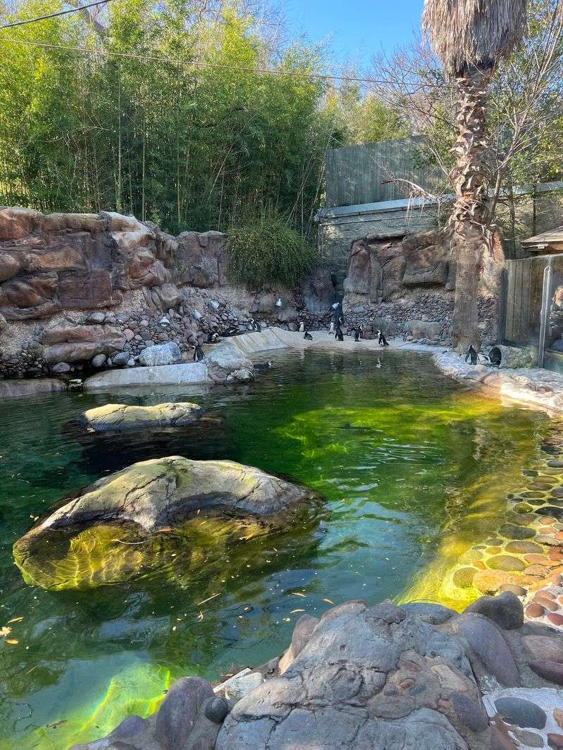 Penguin Habitat That Brings Antarctica to Texas Penguin Habitat That Brings Antarctica to Texas