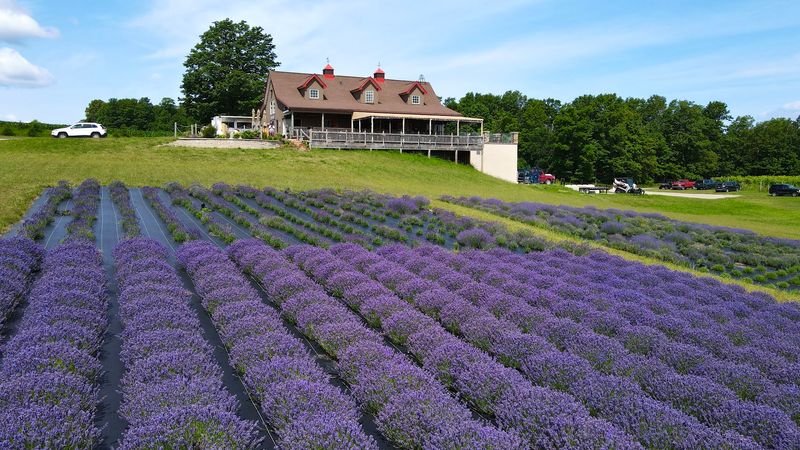 Petoskey Farms Vineyard. Winery. Coffeehouse. Lavender Farm. - Petoskey Petoskey Farms Vineyard. Winery. Coffeehouse. Lavender Farm. - Petoskey