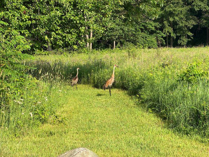 Phyllis Haehnle Memorial Sanctuary, near Jackson: The Hilltop Crane Watch Phyllis Haehnle Memorial Sanctuary, near Jackson: The Hilltop Crane Watch