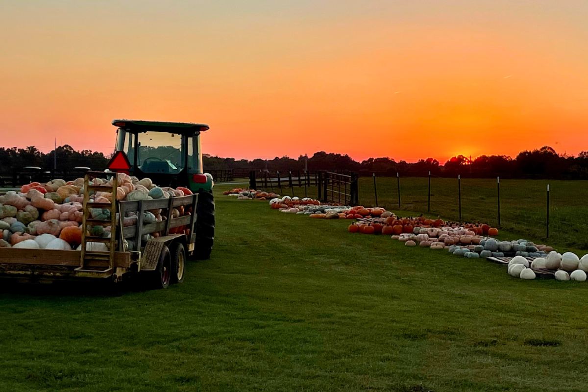 Pick Pumpkins, Ride Hay Wagons, and Soak Up Fall at These 10 Tennessee Farms
