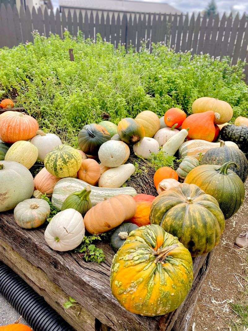 Pick-Your-Own Crops Keep Every Season Interesting