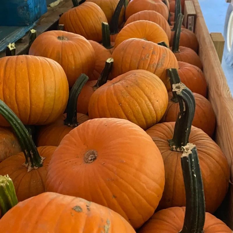 Pick the Perfect Pumpkin for Fall Pick the Perfect Pumpkin for Fall