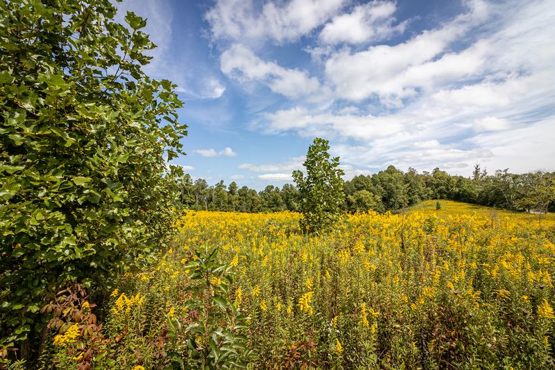 Pickett Is One of Tennessee's Special Places for Dark-Sky Stargazing Pickett Is One of Tennessee's Special Places for Dark-Sky Stargazing