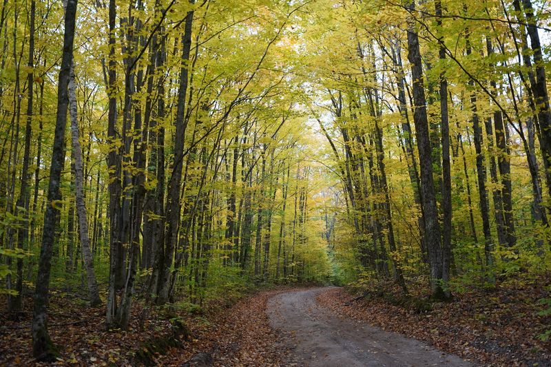 Pigeon River Country State Forest - Vanderbilt/Gaylord Area Pigeon River Country State Forest - Vanderbilt/Gaylord Area