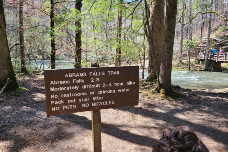 Planning a Fall Hike in Tennessee? Be Extra Careful on These 9 Trails Because of Black Bears