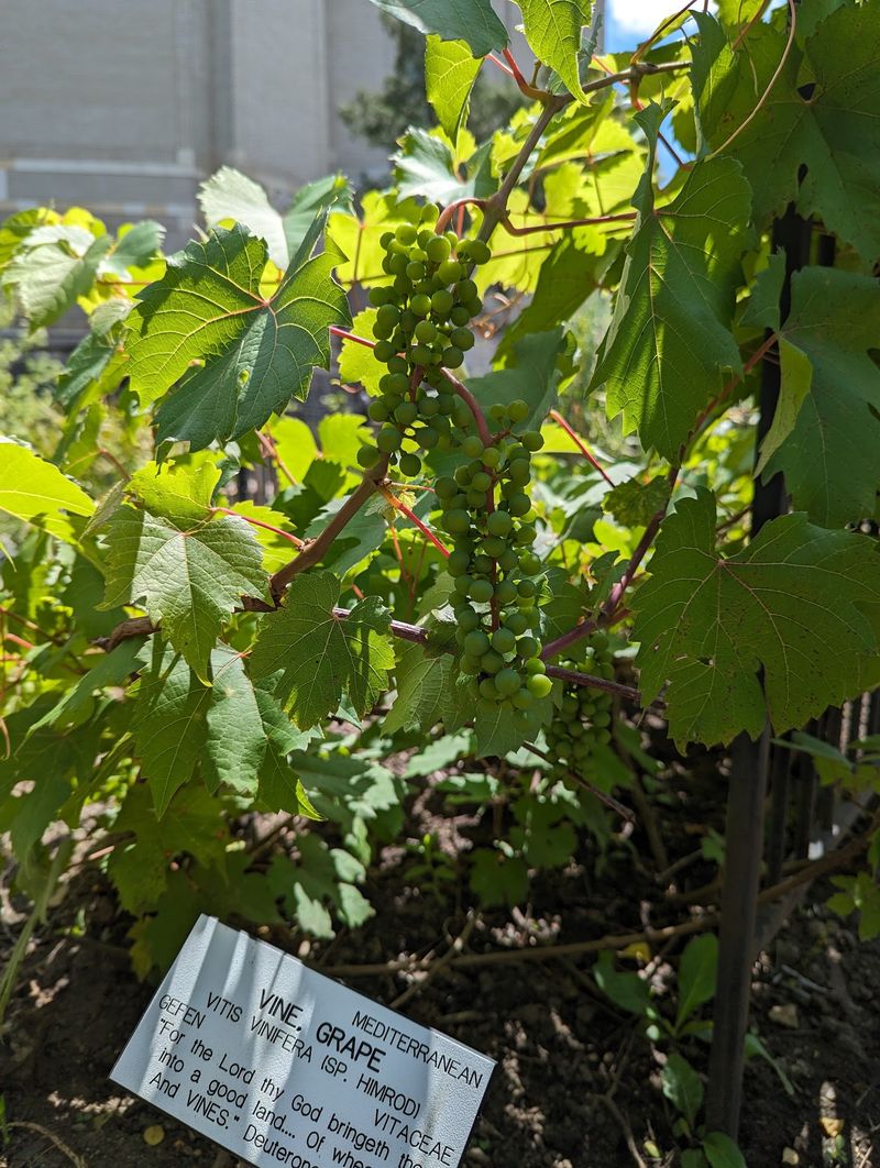 Plants From Scripture Brought to Life