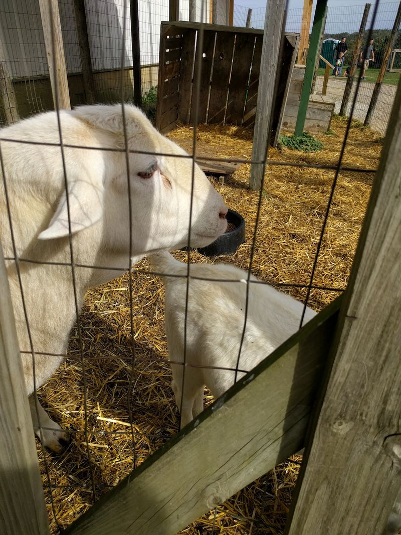 Play areas and farm animals that make kids smile Play areas and farm animals that make kids smile