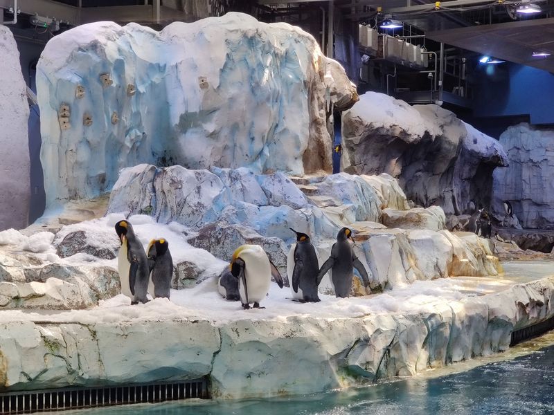 Polar Bears and Penguins Steal the Spotlight