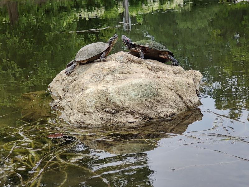 Ponds Full Of Turtles, Fish, And Quiet Moments Ponds Full Of Turtles, Fish, And Quiet Moments