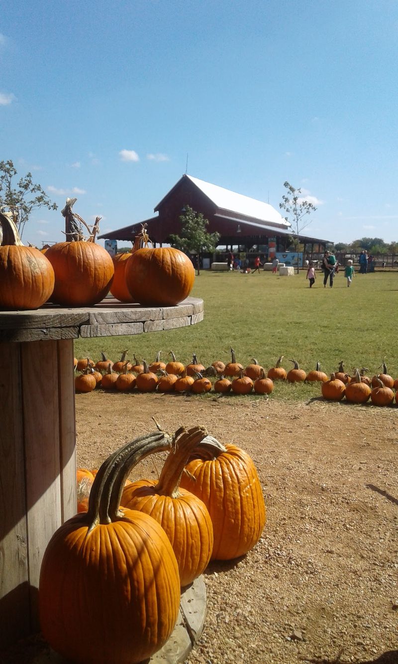 Preston Trail Farms: Big Orange Pumpkin Farm (Gunter)
