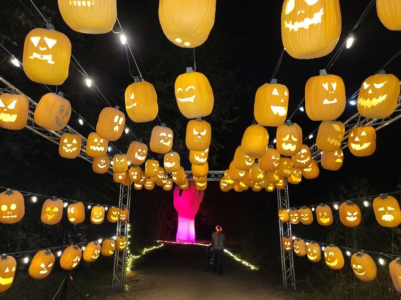 Pumpkin Nights Pumpkin Nights