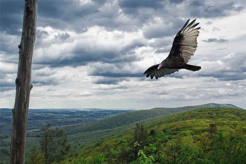 Raptor Watching Is a Truly Memorable Experience Raptor Watching Is a Truly Memorable Experience