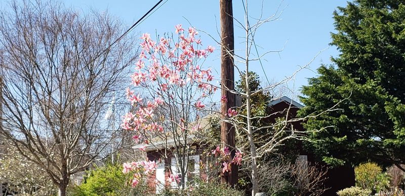 Rare Magnolias and Camellias Fill the Arboretum With Color