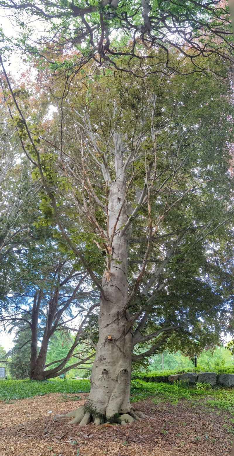Rare Trees That Reward Slow Looking