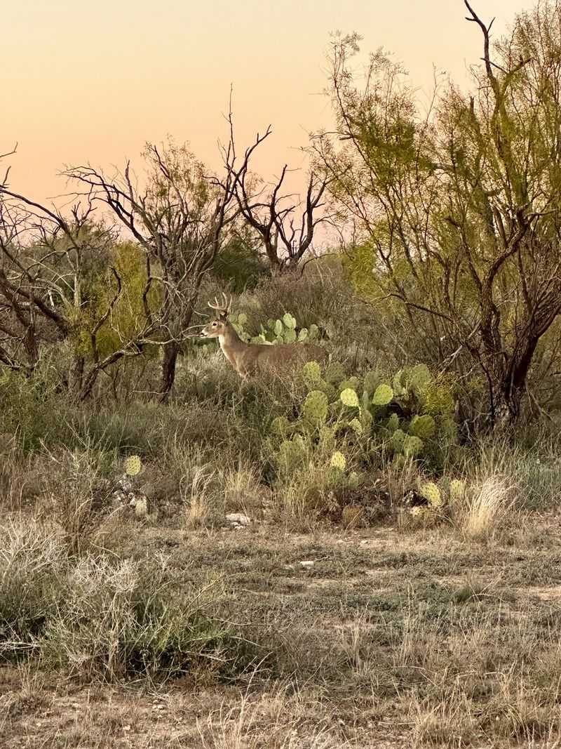 Rattlesnakes and Other Wildlife Rattlesnakes and Other Wildlife