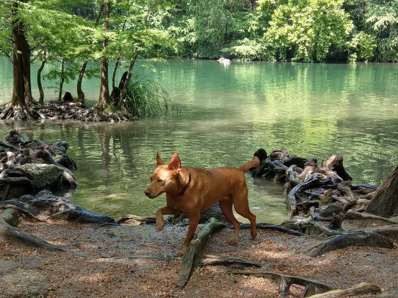 Red Bud Isle (Austin) Red Bud Isle (Austin)