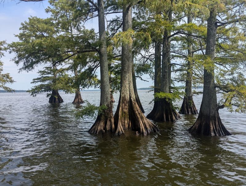 Reelfoot Lake State Park, Tiptonville Reelfoot Lake State Park, Tiptonville