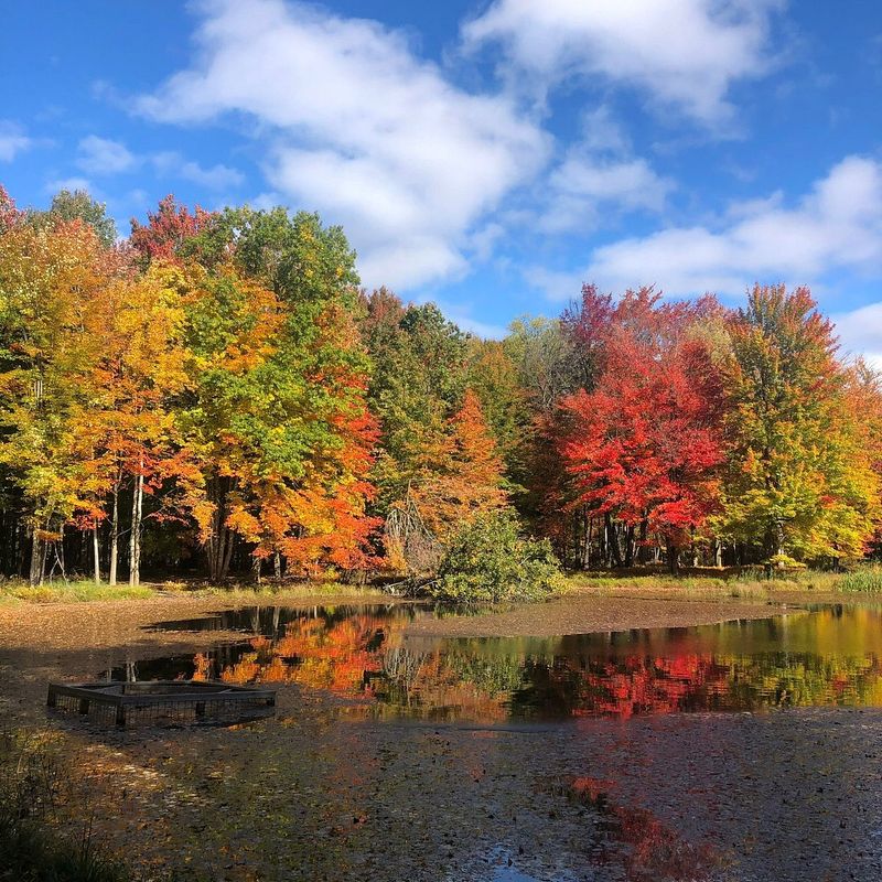 Reinstein Woods Nature Preserve