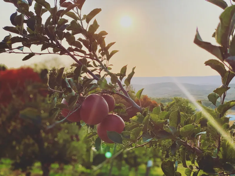 Ridgetop Orchards - Fishertown