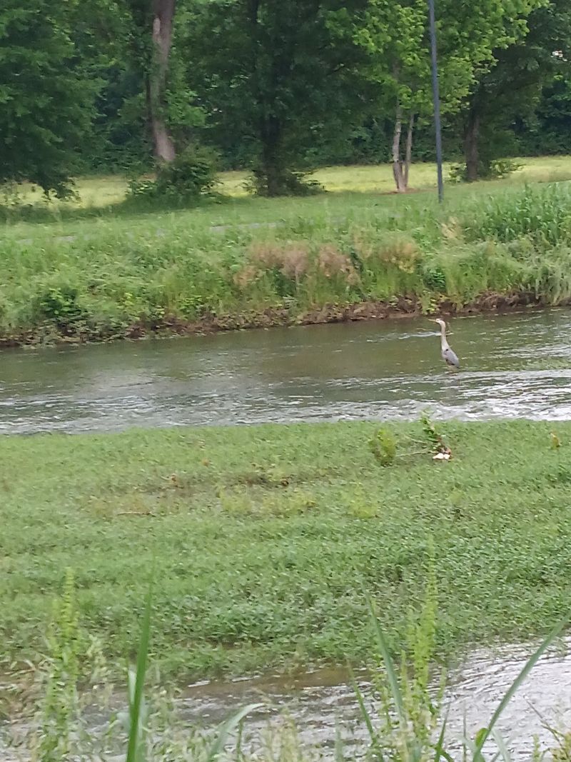 River Sounds That Quiet Your Mind