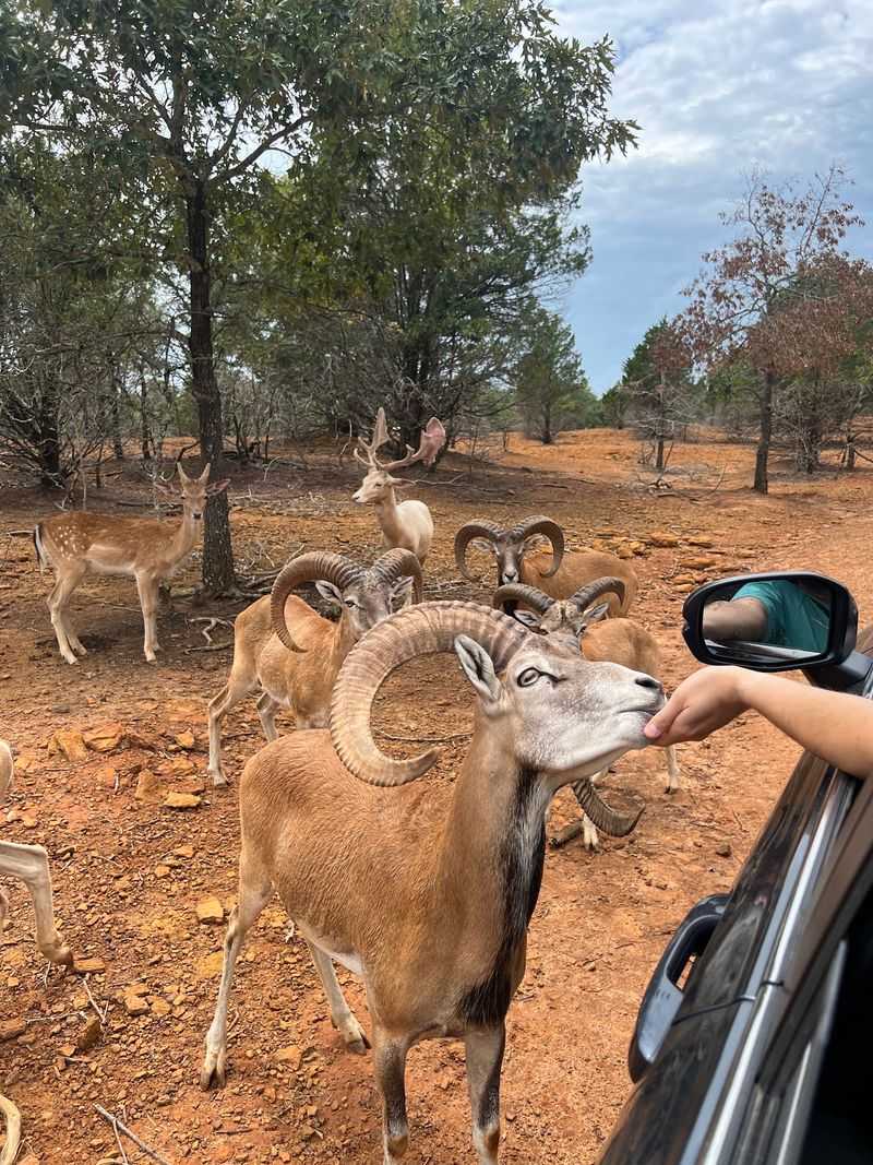 Rocky Ridge Drive-Thru Safari (Eustace) Rocky Ridge Drive-Thru Safari (Eustace)