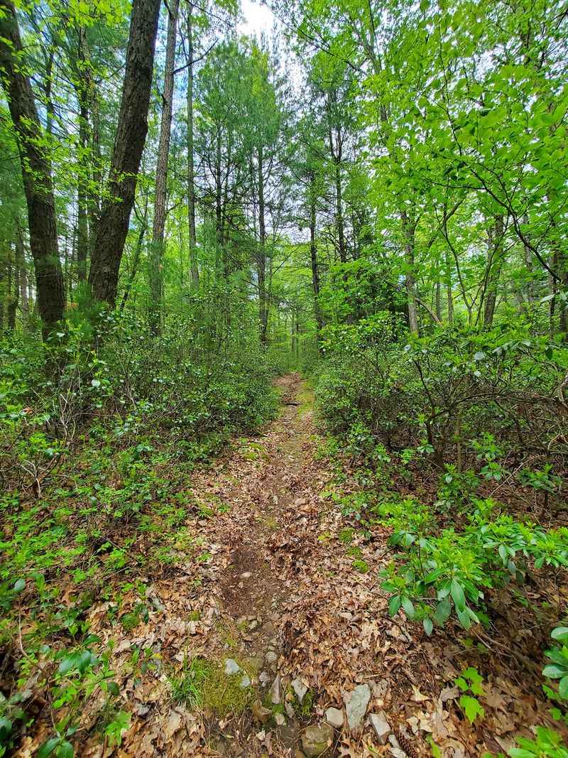 Rothrock State Forest: The Giant Backyard