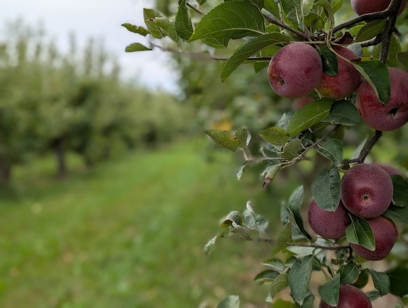 Rows of Apples Under Open Sky Rows of Apples Under Open Sky