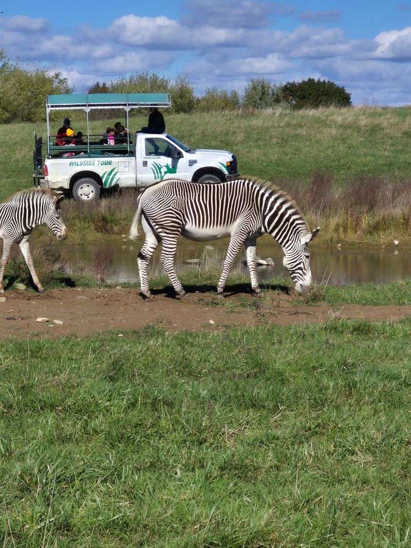 Safari Tours Make The Park Come Alive Safari Tours Make The Park Come Alive