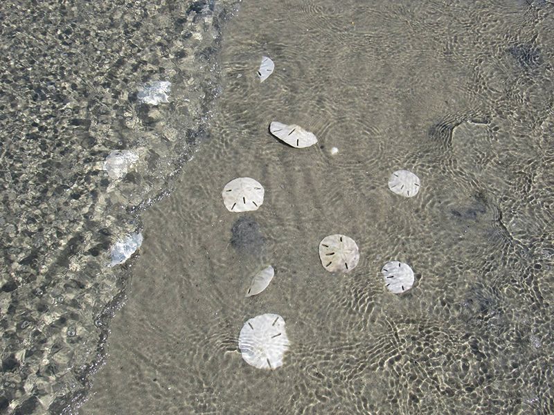 Sand Dollar Island Sand Dollar Island