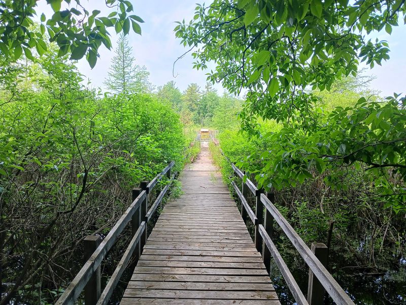 Saul Lake Bog Nature Preserve Trails - Rockford Saul Lake Bog Nature Preserve Trails - Rockford