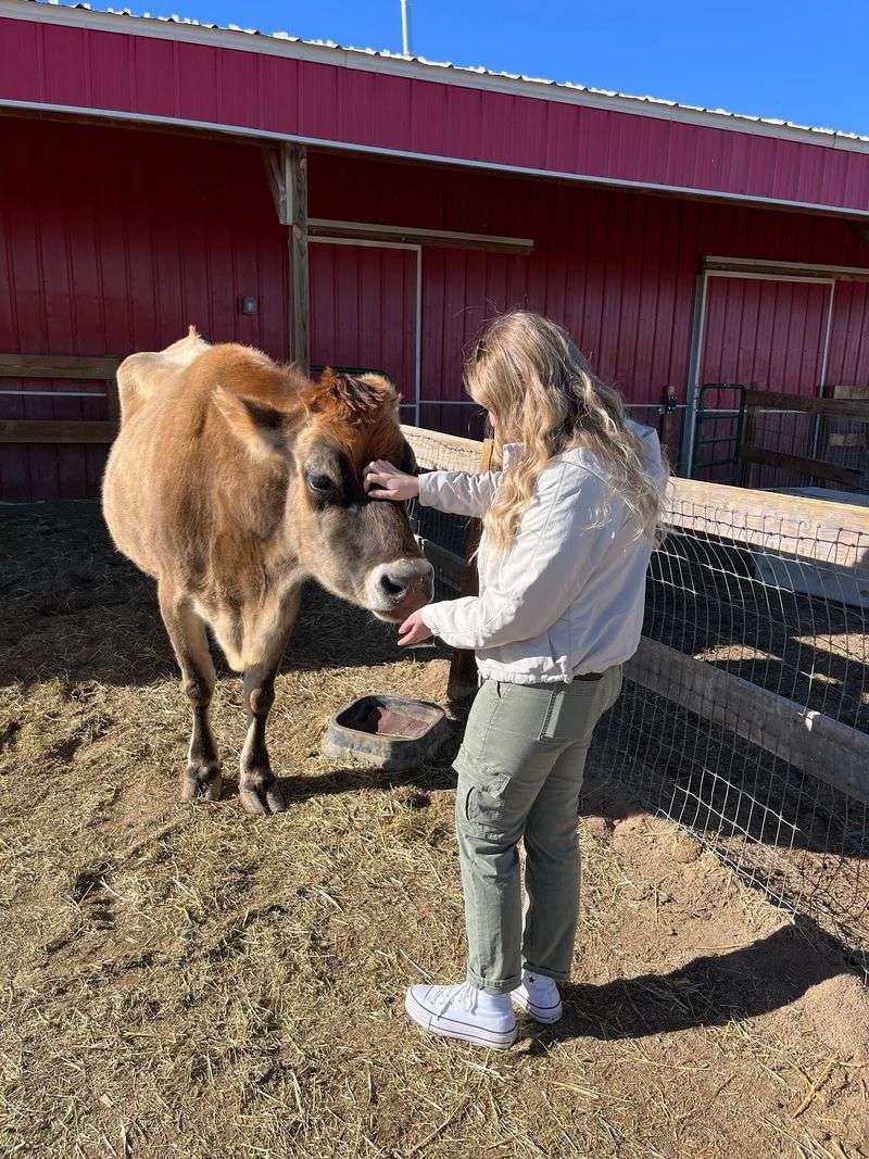 Cow Cuddles Are a Real Thing, and They Are Wonderful