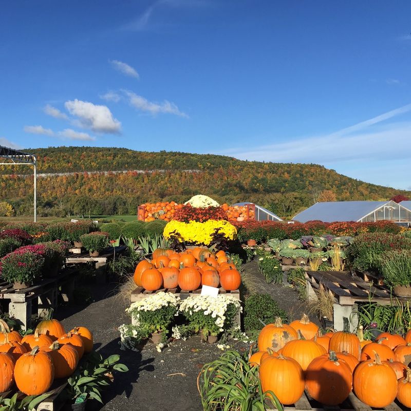 Schoharie Valley Farms