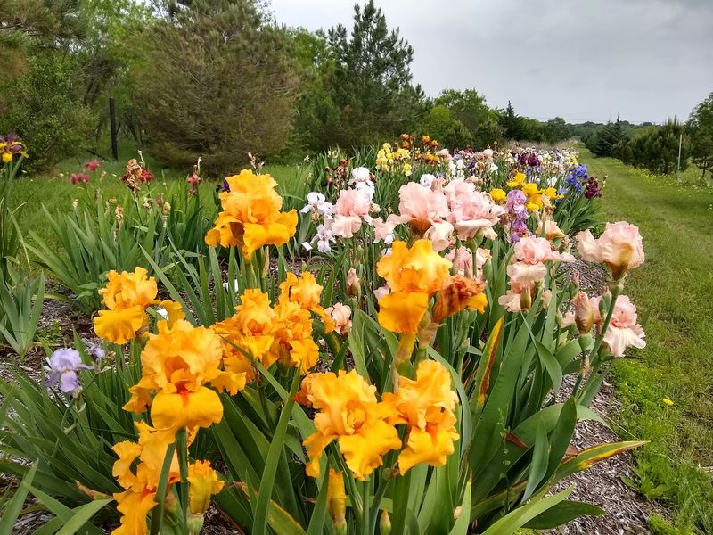 Seasonal Blooms That Transform the Gardens Year-Round Seasonal Blooms That Transform the Gardens Year-Round