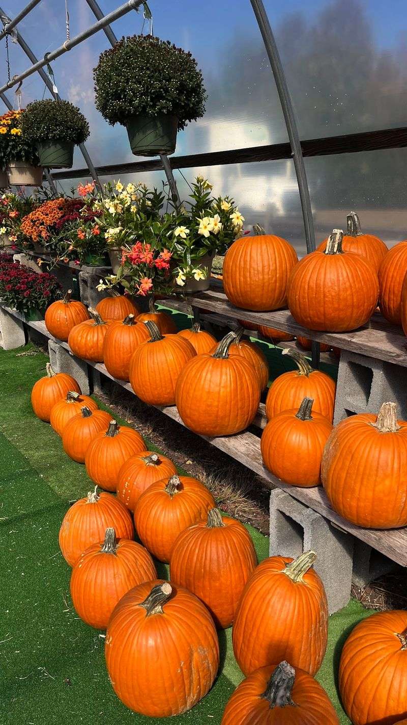 Seasonal Color With Pumpkins and Flowers Seasonal Color With Pumpkins and Flowers