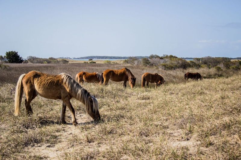 Shackleford Banks Shackleford Banks